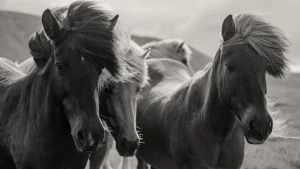 Wild Colt Ponies